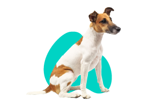 Krátkosrstý foxteriér