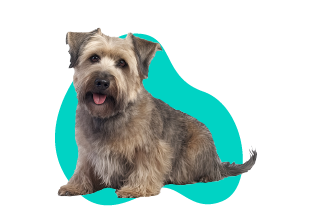 Irský glen alebo imal teriér