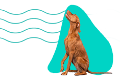 Maďarský krátkosrstý ohař