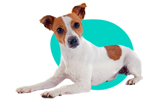 Jack Russell teriér