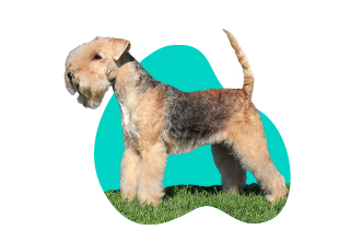 Lakelandský teriér