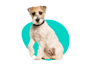 Farár Russell teriér 