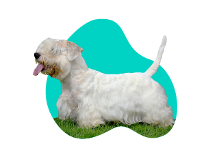 Sealyhamský teriér 