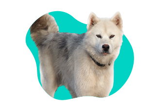 Kanadský eskimácky pes