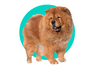Chow Chow