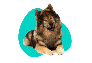 Eurasier