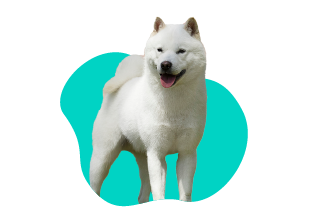  Hokkaido