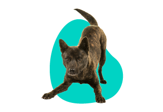 Kai Ken