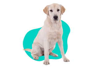 Labradorský retrívr