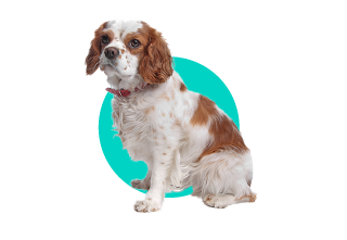 Cavalier King Charles španiel 