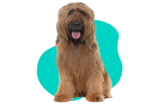 Francúzsky ovčiak Briard