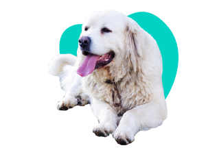 Podhalanský ovčiak