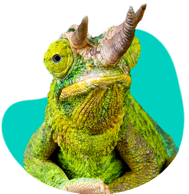 Jacksonov chameleón: vlastnosti, terárium, požiadavky