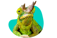 Jacksonov chameleón: vlastnosti, terárium, požiadavky