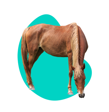 Malopoľský kôň: opis druhu a všetky informácie