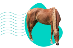 Malopoľský kôň: opis druhu a všetky informácie