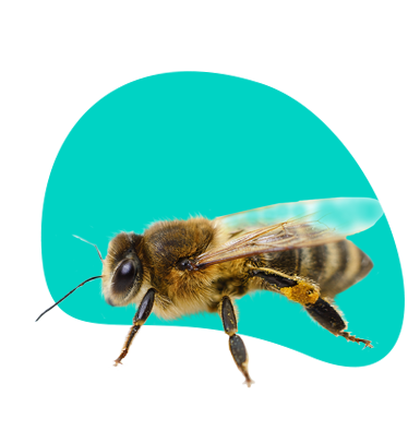 Boj proti moru včelieho plodu: ochrana včiel pred morom včelieho plodu