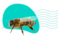 Boj proti moru včelieho plodu: ochrana včiel pred morom včelieho plodu