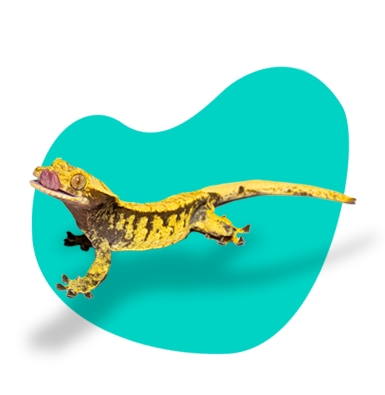 Chov pagekona riasnatého (Correlophus Ciliatus): opis druhu a všetky informácie