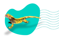 Chov pagekona riasnatého (Correlophus Ciliatus): opis druhu a všetky informácie