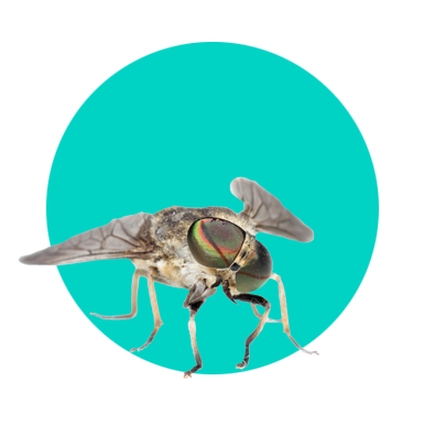 Účinné spôsoby odpudzovania dažďovej mušky (konskej mušky) a zmiernenia uštipnutí