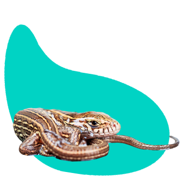 Ako správne kŕmiť chovné jašterice?