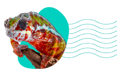 Chameleón pardálí: charakteristika, terárium, požiadavky