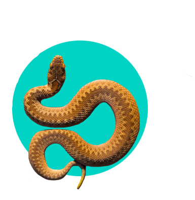 Zmije na Slovensku: koľko je ich druhov a sú jedovaté?