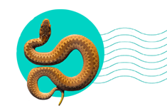 Zmije na Slovensku: koľko je ich druhov a sú jedovaté?