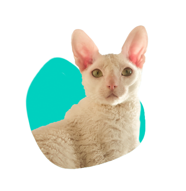 Cornish rex: čo stojí za to vedieť o tomto plemene?