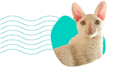 Cornish rex: čo stojí za to vedieť o tomto plemene?