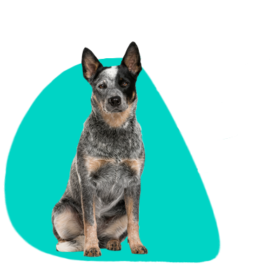 Austrálsky dobytkársky pes