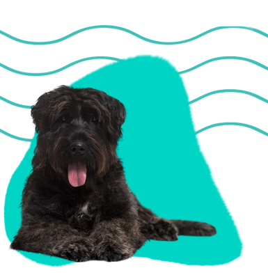 Bouviere des Ardennes 