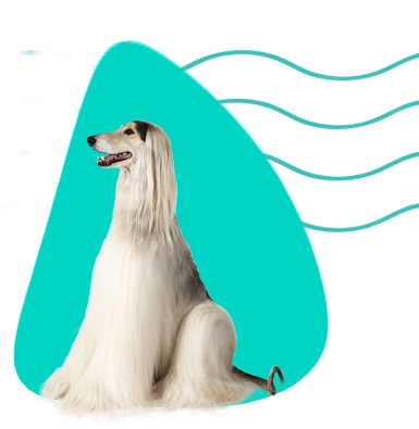 Afganský chrt