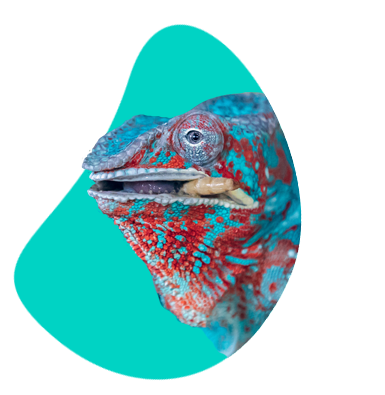 Čím sa živia chameleóny? Najlepšie tipy