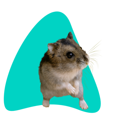 Všetko o škrečíkovi campbellovom: chov a starostlivosť