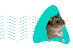 Všetko o škrečíkovi campbellovom: chov a starostlivosť