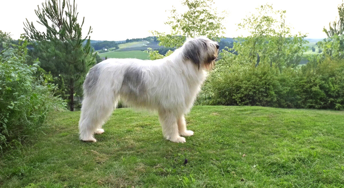 Rumunský myoritský pastier 