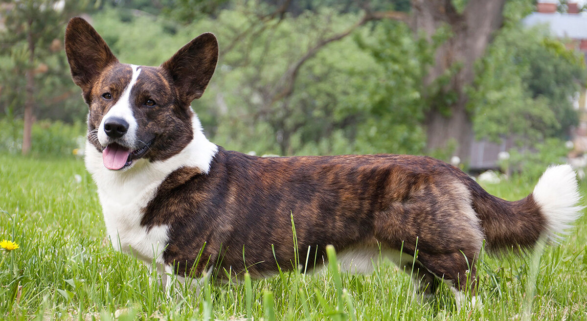 Velšský corgi kardigan