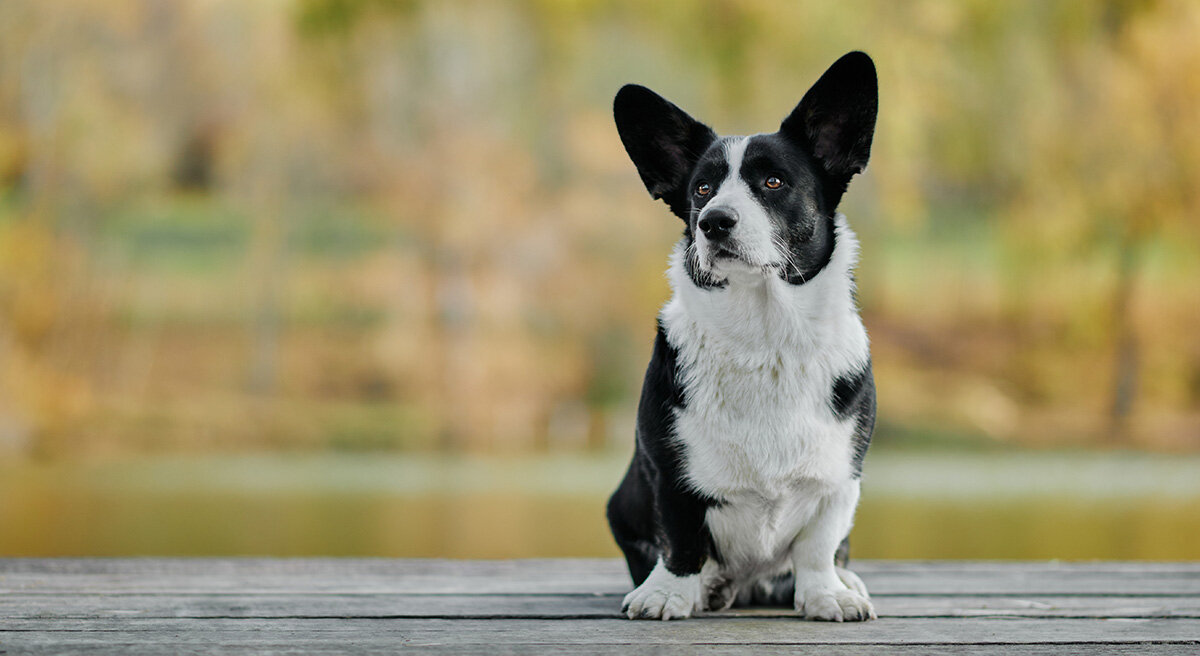 Velšský corgi kardigan