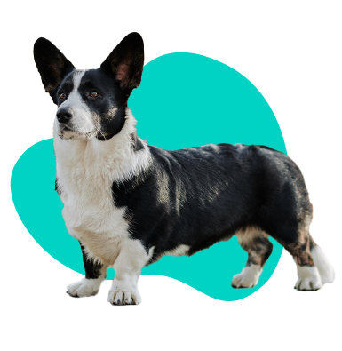 Velšský corgi kardigan