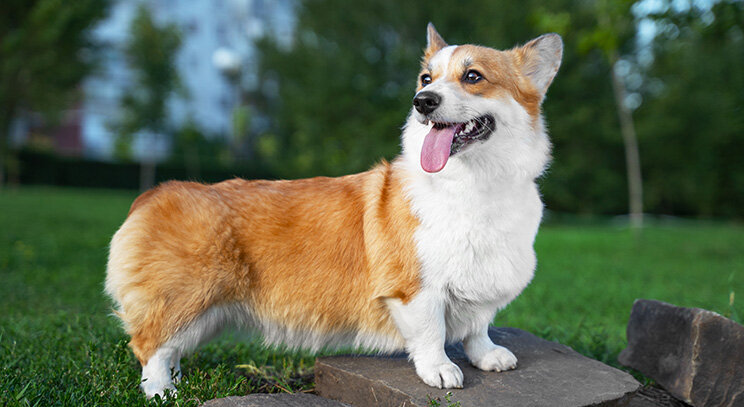 Velšský corgi pembroke