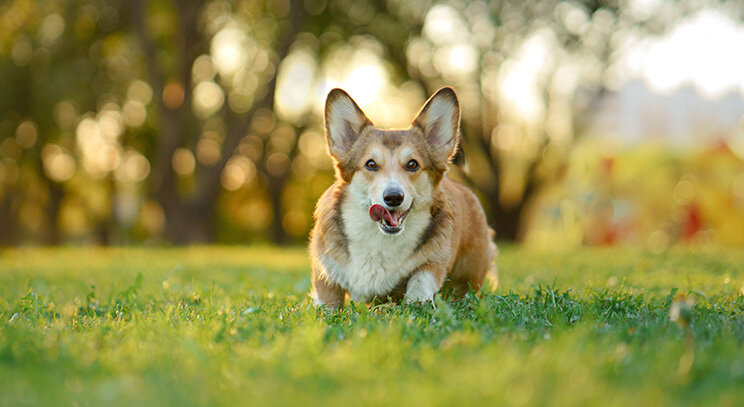 Velšský corgi pembroke