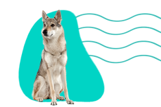 Československý vlkodav