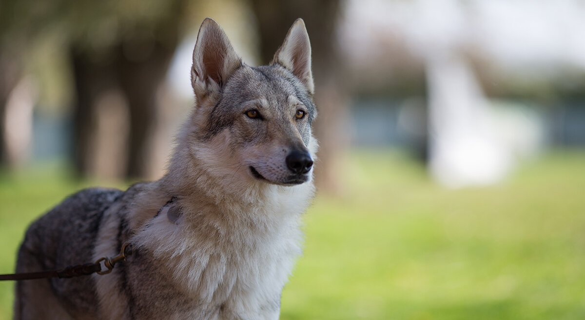 Československý vlkodav