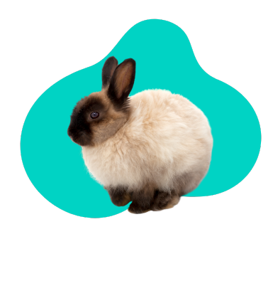 Ako dlho žije miniatúrny králik? Očakávaná dĺžka života domáceho králika