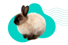 Ako dlho žije miniatúrny králik? Očakávaná dĺžka života domáceho králika