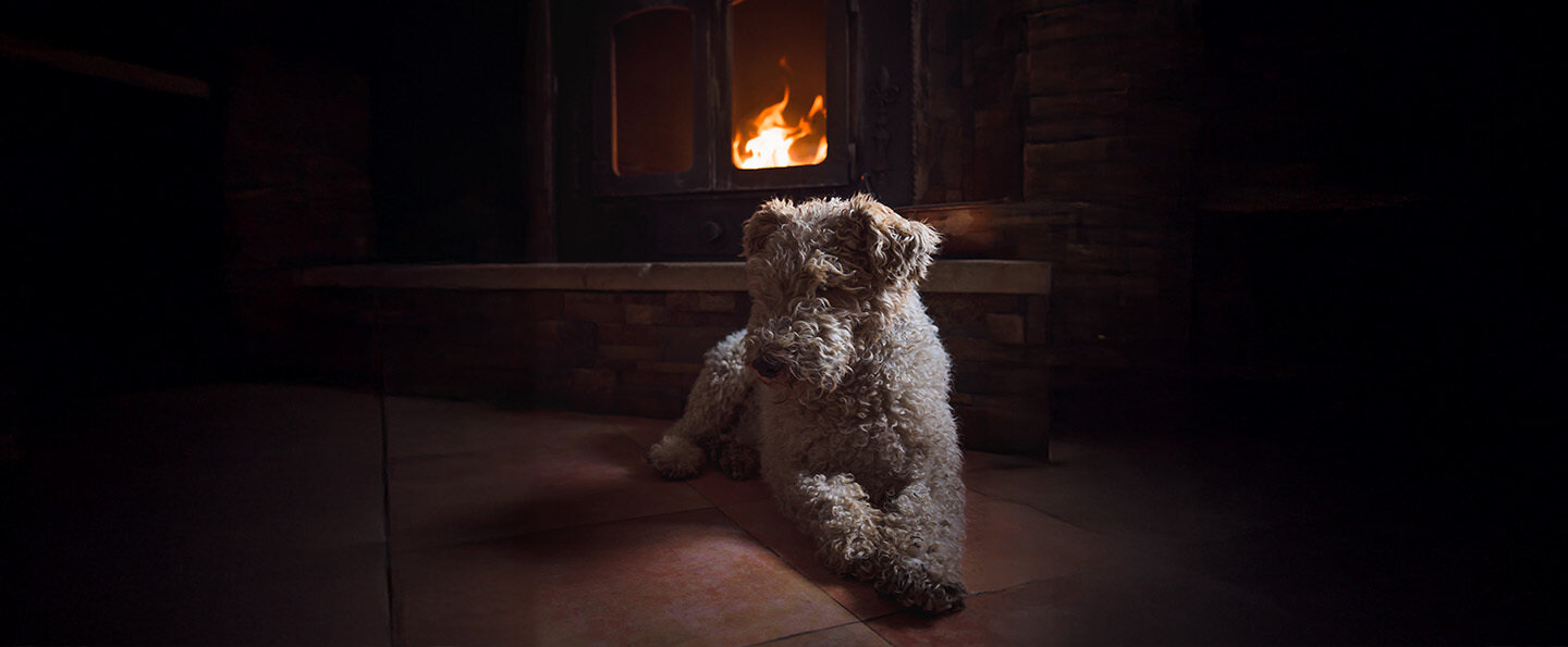 Pumi