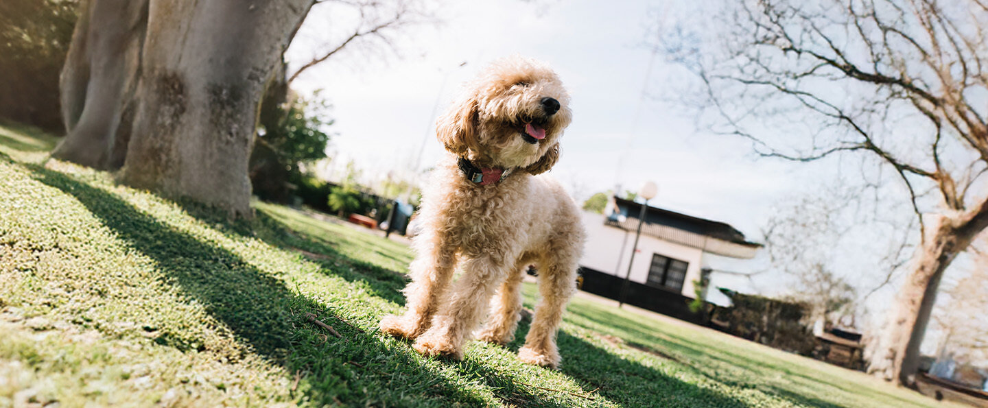 Pumi