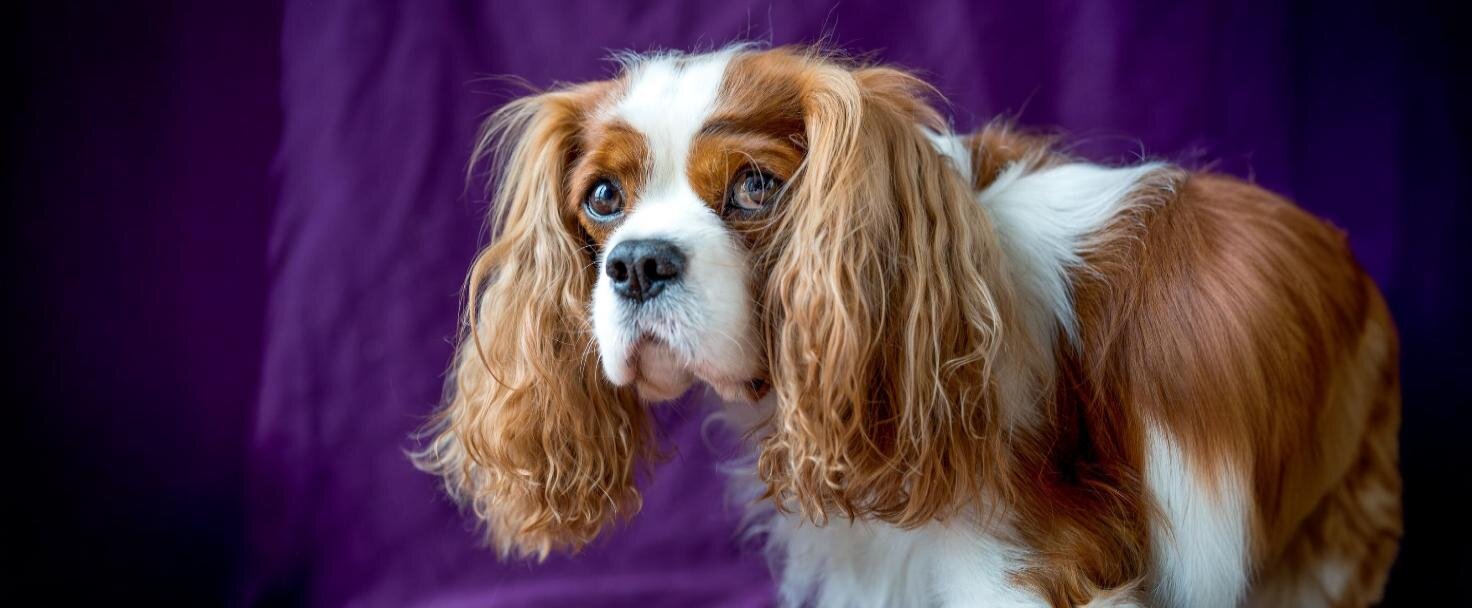 Cavalier King Charles španiel 
